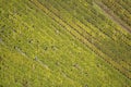 Grapes and autumn foliage on rows of vines in vineyards near Rotenberg, Germany