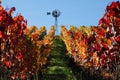 Fall landscape of a vast vineyard in Napa Valley, California, USA Royalty Free Stock Photo