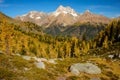 Fall Larch Jumbo Pass Purcell Mountains Royalty Free Stock Photo