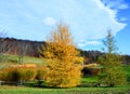 In fall Larix laricina, commonly known as the tamarack,