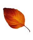 Fall leaf