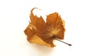 Fall leaf Royalty Free Stock Photo