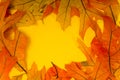 Fall Leaf Background Royalty Free Stock Photo