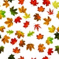 Fall leaf background. Season leaves fall background. Autumn yellow red, orange leaf isolated on white seamless pattern. Colorful Royalty Free Stock Photo