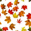 Fall leaf border. Season leaves fall background. Autumn yellow red, orange leaf isolated on white. Colorful maple seamless pattern Royalty Free Stock Photo