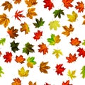 Fall leaf border. Season leaves fall background. Autumn yellow red, orange leaf isolated on white. Colorful maple seamless pattern Royalty Free Stock Photo