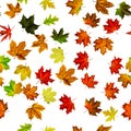 Fall leaf border. Season leaves fall background. Autumn yellow red, orange leaf isolated on white. Colorful maple seamless pattern Royalty Free Stock Photo