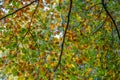 Fall leaf canopy back light