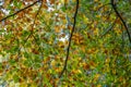 Fall leaf canopy back light Royalty Free Stock Photo