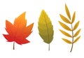 Fall leaf collection. Set of autumn leaves, isolated on white background. Simple cartoon flat style, vector illustration Royalty Free Stock Photo