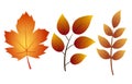 Fall leaf collection. Set of autumn leaves, isolated on white background. Simple cartoon flat style, vector illustration Royalty Free Stock Photo