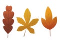 Fall leaf collection. Set of autumn leaves, isolated on white background. Simple cartoon flat style, vector illustration Royalty Free Stock Photo