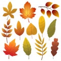 Fall leaf collection. Set of autumn leaves, isolated on white background. Simple cartoon flat style, vector illustration Royalty Free Stock Photo