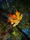 Fall leaf creek side Royalty Free Stock Photo