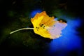 Fall Leaf Golden Color in Water Reflecting Blue Sky Autumn