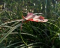 Fall. A leaf that has fallen on the grass. Royalty Free Stock Photo