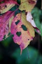 Fall leaf with a heart shaped worm hole Royalty Free Stock Photo