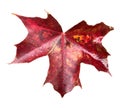 Fall Leaf Isolated