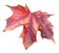 Fall Leaf Isolated