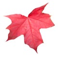 Fall Leaf Isolated