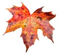 Fall Leaf Isolated