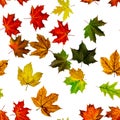 Fall leaf isolated. Season leaves fall background. Autumn yellow red, orange leaf isolated on white. Colorful maple foliage Royalty Free Stock Photo