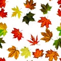 Fall leaf isolated. Season leaves fall background. Autumn yellow red, orange leaf isolated on white. Colorful maple Royalty Free Stock Photo