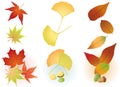 Fall Leaf: Maple,Ginkgo,Acorn