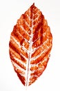 Fall leaf print on paper