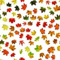 Fall leaf seamless pattern. Season leaves fall background. Autumn yellow red, orange leaf isolated on white. Colorful maple Royalty Free Stock Photo