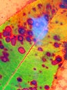 Fall leaf under rainwater, green and orange with red spots