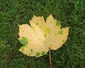 Fall leaf with yellow and green