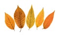 Fall leafs 4