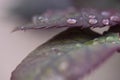 Fall leafs with rain drops