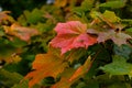 Fall leafs seamless background - texture pattern for continuous replicate Royalty Free Stock Photo