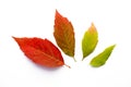 Fall Leaves Royalty Free Stock Photo