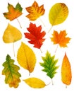 Fall leaves Royalty Free Stock Photo