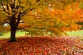 Fall leaves Royalty Free Stock Photo