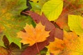 Fall leaves Royalty Free Stock Photo