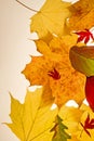 Fall leaves Royalty Free Stock Photo