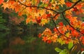 Fall Leaves Royalty Free Stock Photo