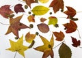 Fall Leaves Royalty Free Stock Photo