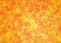 Fall leaves as an orange background Royalty Free Stock Photo