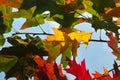 Fall of leaves in autumn, american oak tree leaves close up Royalty Free Stock Photo