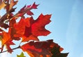 Fall of leaves in autumn, american oak tree leaves close up Royalty Free Stock Photo