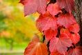 Fall Leaves in Autumn Season, Closeup of Red Leaf in Park Royalty Free Stock Photo