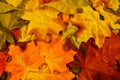 Fall Leaves Background Royalty Free Stock Photo