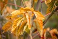 Fall leaves background