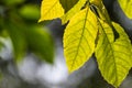 Fall leaves in backlit. Vibrant yellow tree leaves basking in the Autumn sun Royalty Free Stock Photo