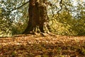 Fall leaves at the base of an ancient tree